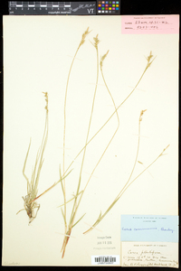 Carex communis var. communis image