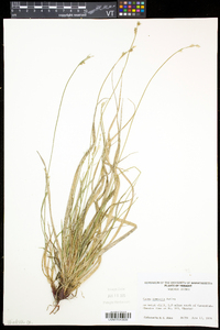 Carex communis var. communis image