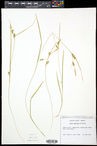 Carex conoidea image