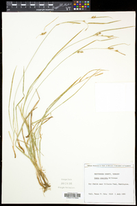 Carex conoidea image