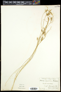 Carex conoidea image