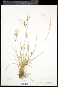 Carex conoidea image