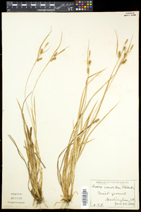 Carex conoidea image