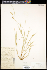 Carex conoidea image