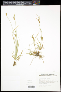 Carex conoidea image