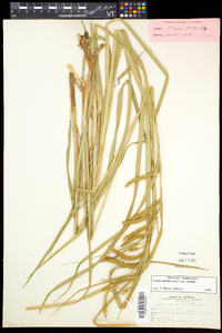 Carex crinita var. crinita image