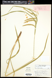 Carex crinita var. crinita image