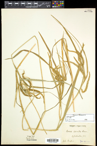 Carex crinita var. crinita image