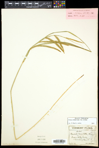 Carex crinita var. crinita image