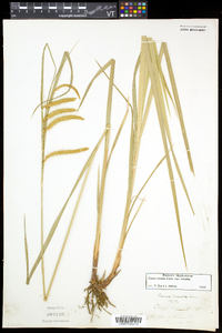 Carex crinita var. crinita image