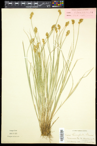 Carex crawfordii image