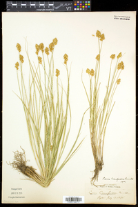 Carex crawfordii image