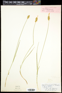 Carex crawfordii image