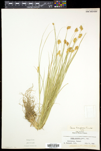 Carex crawfordii image