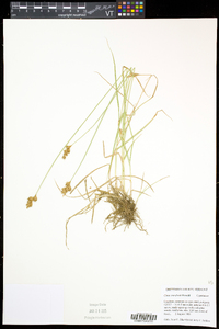 Carex crawfordii image