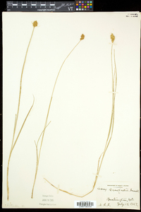 Carex crawfordii image