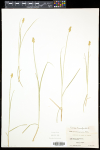 Carex crawfordii image