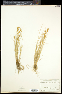 Carex crawfordii image