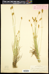 Carex crawfordii image