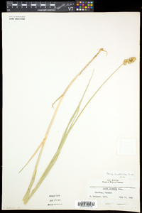 Carex cristatella image