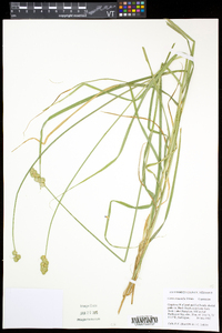 Carex cristatella image