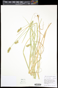 Carex cristatella image