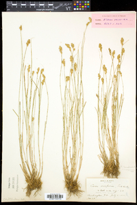 Carex crawfordii image