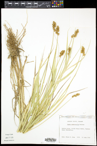 Carex cristatella image