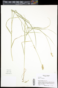 Carex cristatella image