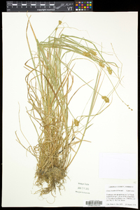 Carex crawfordii image