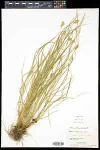 Carex crawfordii image