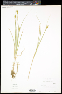 Carex crawfordii image