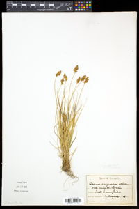 Carex crawfordii image