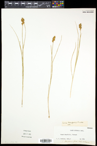 Carex crawfordii image