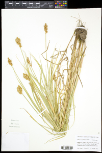 Carex crawfordii image