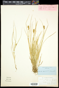 Carex crawfordii image