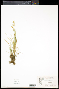 Carex crawfordii image