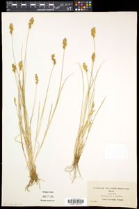 Carex crawfordii image