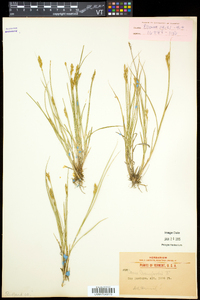 Carex crawfordii image