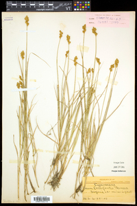 Carex crawfordii image