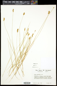 Carex crawfordii image