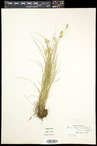 Carex crawfordii image