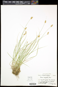 Carex crawfordii image