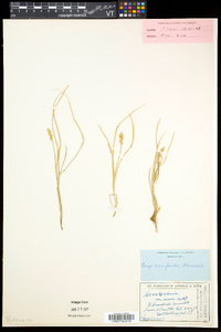 Carex crawfordii image