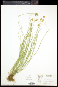 Carex crawfordii image