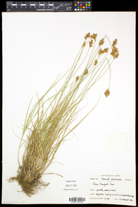 Carex crawfordii image