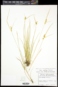 Carex cryptolepis image