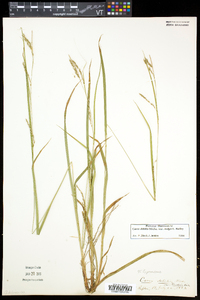 Carex debilis var. rudgei image