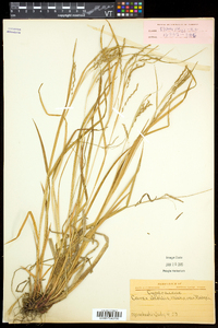 Carex debilis var. rudgei image