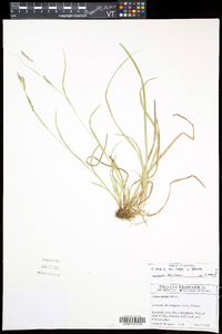 Carex debilis var. rudgei image